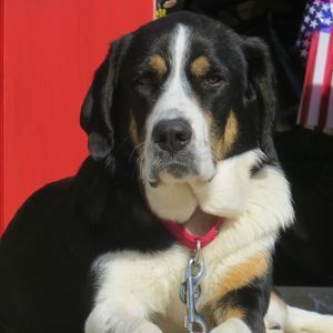 Meet your Posher, John